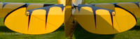 Iron Butterfly