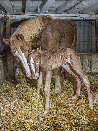 Foal @ 90 Mins - First Steps