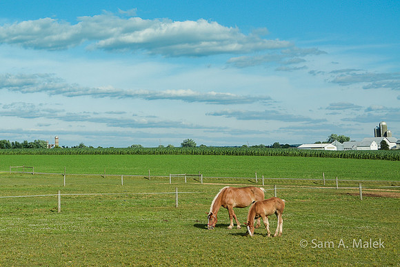 Belgian Draft Horse